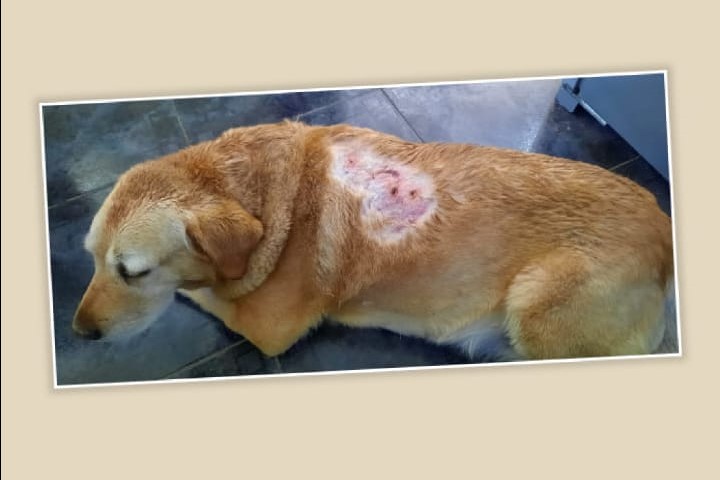 San Antonio: preocupa la presencia de perros agresivos en las calles 
