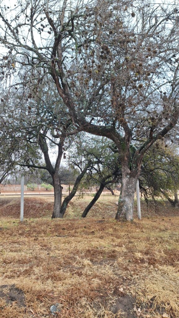 “Los árboles abuelos también están muriendo acá”: denuncian abandono del arbolado nativo en Villa Carlos Paz