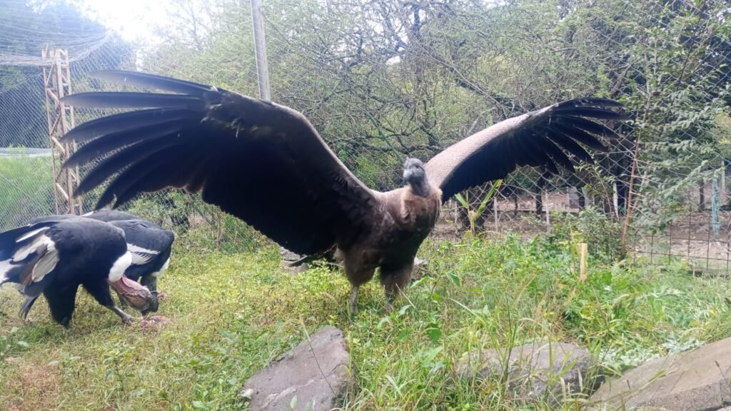 Yuspe, el cóndor andino nacido en Córdoba que emprende su camino hacia la libertad